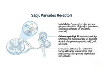 Presentations 'Atvieglojuma ceļš: neiromediatoru lielā modulācija', 4.