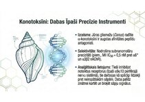 Presentations 'Atvieglojuma ceļš: neiromediatoru lielā modulācija', 14.