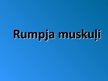 Presentations 'Rumpja muskuļi', 1.
