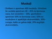 Presentations 'Rumpja muskuļi', 2.