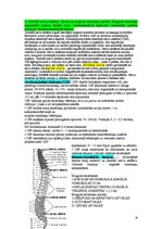 Summaries, Notes 'Anatomija un fizioloģija', 18.