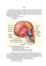 Summaries, Notes 'Lemesis (vomer), deguna gliemežnīcas (conha nasalis), mēles kauls (os hyoideum)', 2.