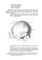 Summaries, Notes 'Lemesis (vomer), deguna gliemežnīcas (conha nasalis), mēles kauls (os hyoideum)', 3.