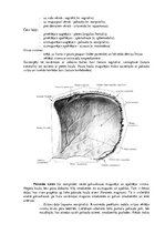 Summaries, Notes 'Lemesis (vomer), deguna gliemežnīcas (conha nasalis), mēles kauls (os hyoideum)', 4.