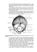 Summaries, Notes 'Lemesis (vomer), deguna gliemežnīcas (conha nasalis), mēles kauls (os hyoideum)', 5.