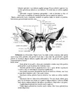 Summaries, Notes 'Lemesis (vomer), deguna gliemežnīcas (conha nasalis), mēles kauls (os hyoideum)', 6.