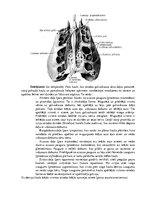 Summaries, Notes 'Lemesis (vomer), deguna gliemežnīcas (conha nasalis), mēles kauls (os hyoideum)', 7.