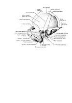 Summaries, Notes 'Lemesis (vomer), deguna gliemežnīcas (conha nasalis), mēles kauls (os hyoideum)', 8.
