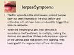 Presentations 'Herpes Viruses', 9.