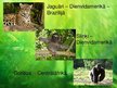 Presentations 'Tropu mežu ekosistēma', 7.