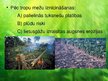 Presentations 'Tropu mežu ekosistēma', 10.