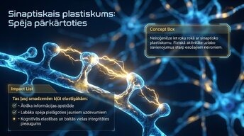 Presentations 'Kā fiziskās aktivitātes aizsargā smadzeņu veselību', 8.