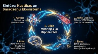 Presentations 'Kā fiziskās aktivitātes aizsargā smadzeņu veselību', 12.