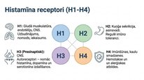 Presentations 'Histamīns', 18.