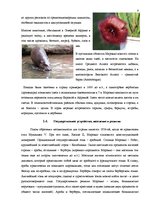 Research Papers 'Все о Марокко', 8.