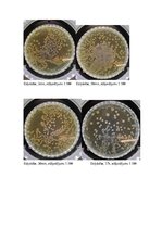 Research Papers 'Aļģu antibakteriālie metabolīti kā patogēno E.coli celmu noārdītāji', 29.