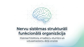 Presentations 'Smadzeņu stumbrs un vidussmadzeņu dziļā analīze', 1.
