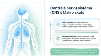 Presentations 'Smadzeņu stumbrs un vidussmadzeņu dziļā analīze', 2.
