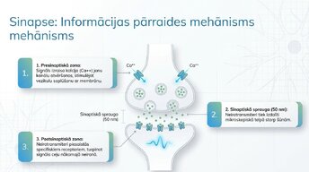 Presentations 'Smadzeņu stumbrs un vidussmadzeņu dziļā analīze', 4.