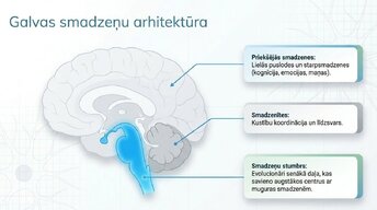 Presentations 'Smadzeņu stumbrs un vidussmadzeņu dziļā analīze', 5.