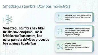 Presentations 'Smadzeņu stumbrs un vidussmadzeņu dziļā analīze', 6.