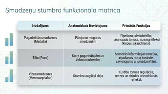 Presentations 'Smadzeņu stumbrs un vidussmadzeņu dziļā analīze', 7.