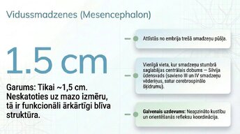 Presentations 'Smadzeņu stumbrs un vidussmadzeņu dziļā analīze', 8.