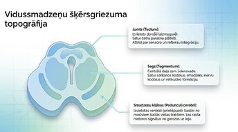 Presentations 'Smadzeņu stumbrs un vidussmadzeņu dziļā analīze', 9.