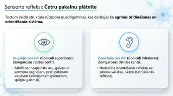Presentations 'Smadzeņu stumbrs un vidussmadzeņu dziļā analīze', 10.