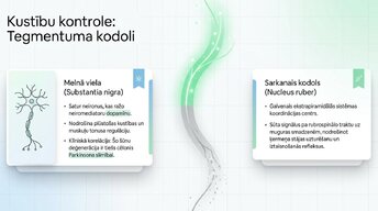 Presentations 'Smadzeņu stumbrs un vidussmadzeņu dziļā analīze', 11.