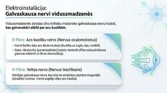 Presentations 'Smadzeņu stumbrs un vidussmadzeņu dziļā analīze', 12.