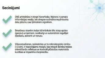 Presentations 'Smadzeņu stumbrs un vidussmadzeņu dziļā analīze', 14.