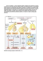 Research Papers 'Plaušu alveolu starpsienu atrofija', 14.