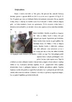 Research Papers 'Koala', 4.
