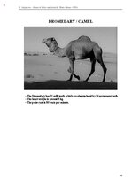 E-book 'Тайный остров', 363.