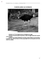 E-book 'Тайный остров', 377.