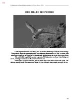 E-book 'Тайный остров', 471.