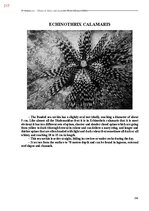 E-book 'Тайный остров', 575.