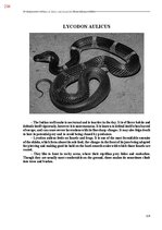 E-book 'Тайный остров', 592.