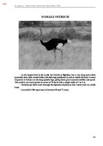 E-book 'Тайный остров', 605.
