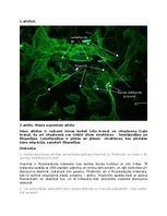 Summaries, Notes 'Šūnu iezīmēšana ar fluorescējošām iezīmēm', 3.