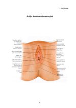 Research Papers 'Sievietes dzimumorgānu anatomija un fizioloģija', 9.
