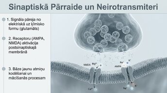 Presentations 'Neirobioloģija: miegs, atmiņa un sinaptiskā plasticitāte', 5.