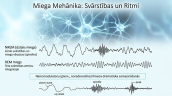 Presentations 'Neirobioloģija: miegs, atmiņa un sinaptiskā plasticitāte', 8.