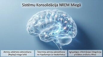 Presentations 'Neirobioloģija: miegs, atmiņa un sinaptiskā plasticitāte', 10.