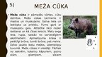 Presentations 'Meža ekosistēma', 9.