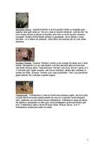Research Papers 'Austrālijas dzīvnieki, augi un Kakadu nacionālais parks', 3.