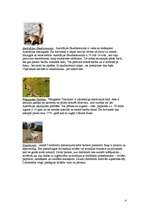 Research Papers 'Austrālijas dzīvnieki, augi un Kakadu nacionālais parks', 4.