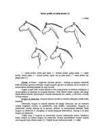 Research Papers 'Selekcijas darbs zirgkopībā', 11.