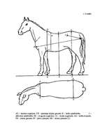Research Papers 'Selekcijas darbs zirgkopībā', 19.